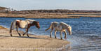 wild Ponies Entering the Water